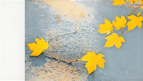 yellow leaf,leaves frame,fall leaf,fallen leaf,autumn frame,autumn leaf,leaf branch,fallen leaves,golden leaf,fallen oak leaf,leaf background,dry leaf,yellow maple leaf,suspended leaf,tree snake,autumn background,round autumn frame,yellow leaves,autumnal leaves,tree leaf,Illustration,Vector,Vector 01