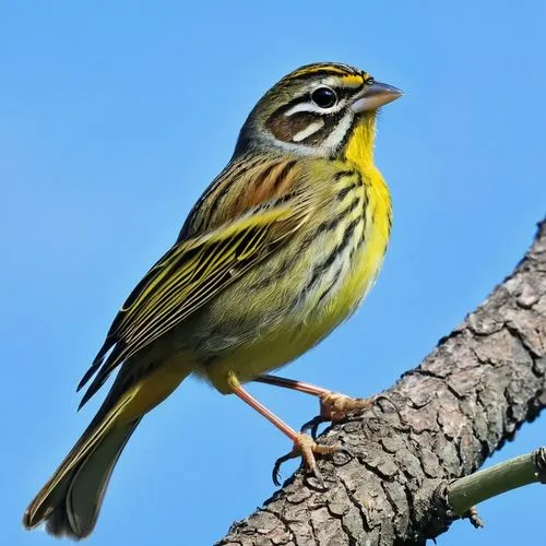 emberiza,saffron bunting,thornbills,huebler,yellow-throated bunting,muscicapa,toricelli,icterus,empidonax,palm warbler,canari,fringilla coelebs,grassbird,whitelocke,columbellidae,yellowhammer,meadowlarks,pipridae,saxicola,venustus,Photography,General,Realistic