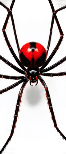 webcrawler,spider,arachnoid,arachnid,diadem spider,redback,latrodectus,arachne,walking spider,tarantula,web,spider network,anansi,muffet,edged hunting spider,red ant,arachnida,pedipalps,harvestman,spider silk,Art,Artistic Painting,Artistic Painting 45