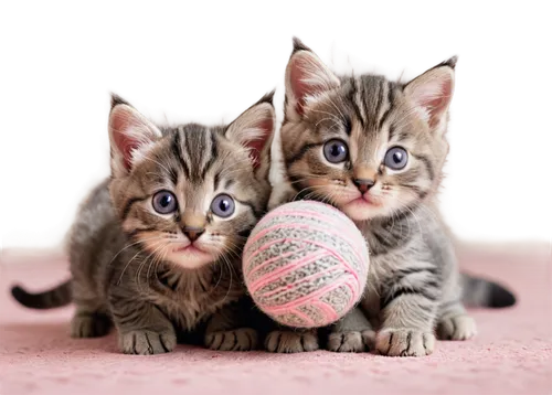 easter eggs,baby cats,valleycats,kittens,hairballs,colored eggs,cats playing,boules,painted eggs,easter eggs brown,kits,georgatos,easter rabbits,egg hunt,piccoli,fresh eggs,easter basket,bowling balls,stripe balls,blue eggs,Illustration,Vector,Vector 21