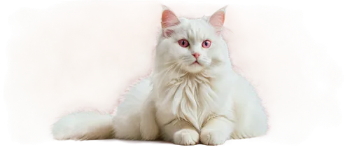 turkish angora,turkish van,white cat,british longhair cat,cats angora,japanese bobtail,oriental shorthair,american curl,cat vector,napoleon cat,breed cat,domestic long-haired cat,kurilian bobtail,angora,cat image,pink cat,oriental longhair,cat portrait,peterbald,birman,Conceptual Art,Oil color,Oil Color 10