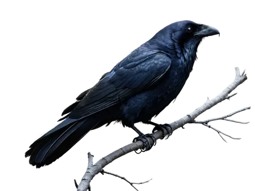 Raven, mysterious bird, black feathers, glossy plumage, sharp beak, piercing eyes, wings spread wide, perched on branch, misty atmosphere, soft focus, cinematic lighting, low angle shot, 3/4 compositi