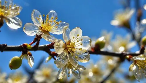 apricot flowers,plum blossom,plum blossoms,apricot blossom,amelanchier lamarckii,fruit blossoms,almond tree,prunus domestica,prunus spinosa,prunus,prunus laurocerasus,tree blossoms,cornelian cherry,currant blossom,ornamental cherry,almond blossoms,prunus cerasifera,pear blossom,flowering cherry,almond blossom,Photography,General,Realistic