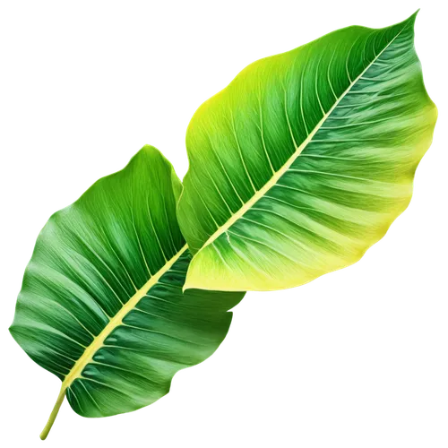 tropical leaf,tropical leaf pattern,jungle leaf,banana leaf,coconut leaf,leaf background,mape leaf,palm leaf,oleaceae,fan leaf,custody leaf,spring leaf background,walnut leaf,foliage leaf,palm leaves,magnolia leaf,green leaf,tree leaf,leaf,monstera,Conceptual Art,Fantasy,Fantasy 05