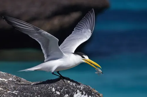 Greater crested tern (Thalasseus bergii) flies off a rock in Fakarava, French Polynesia.,a species of marine bird,egretta novaehollandiae,coastal bird,flying tern,crested terns,fairy tern,cape gannet,