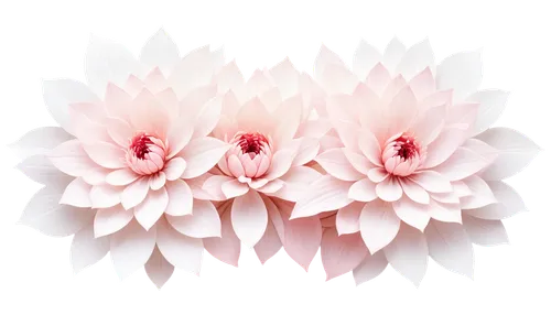 flowers png,pink daisies,chrysanthemum background,twin flowers,gerbera daisies,gerbera,pink anemone,gerbera flower,white daisies,pink dahlias,gerbera flower pink,flower background,three flowers,abstract flowers,dianthus,anemone,ox-eye daisy,white anemones,star anemone,double flower,Photography,Artistic Photography,Artistic Photography 07