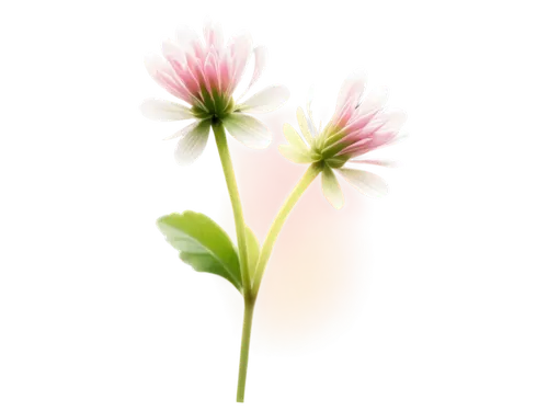 White clover, pink center, delicate petals, soft green stem, leaves with rounded tips, gentle swaying, morning dew, warm sunlight, shallow depth of field, 3/4 composition, soft focus, natural colors, 