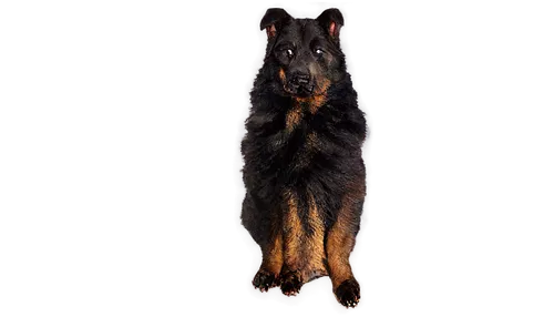 Sad German Shepherd, droopy ears, brown eyes, black nose, fluffy fur, thick coat, muscular build, sitting posture, front paws together, head down, sorrowful expression, natural lighting, shallow depth