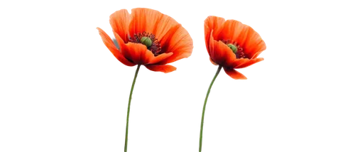 flowers png,two tulips,tulip background,orange tulips,orange poppy,red orange flowers,orange red flowers,tulips,poppy flowers,klatschmohn,tulipa,poppies,red tulips,tulipe,a couple of poppy flowers,red poppy,garrisoned,flower background,red poppies,tulip flowers,Conceptual Art,Fantasy,Fantasy 11