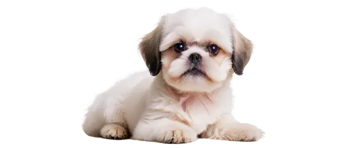 shih tzu,bascomb,havanese,brachycephalic,pekinese,huichon,cavalier king charles spaniel,dubernard,dog illustration,dog pure-breed,shih poo,briard,biewer yorkshire terrier,maltese,dwarf bulldog,cocker spaniel,white dog,dog breed,shih,schäfer dog,Photography,Black and white photography,Black and White Photography 10