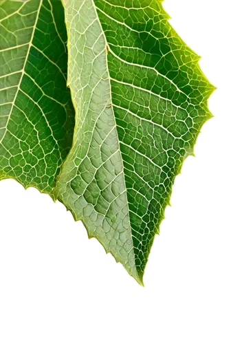 leaf background,leaf structure,grape leaf,beech leaf,tree leaf,spring leaf background,fig leaf,green leaf,leaf green,leaf macro,green wallpaper,mape leaf,tropical leaf,mammoth leaf,leaf,leaf veins,acorn leaf,walnut leaf,leaf branch,magnolia leaf,Illustration,Paper based,Paper Based 28