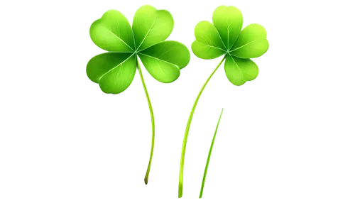 4-leaf clover,clovers,five-leaf clover,four-leaf clover,medium clover,4 leaf clover,three leaf clover,clover leaves,four leaf clover,long ahriger clover,patrol,shamrocks,shamrock balloon,redwood sorrel,a four leaf clover,shamrock,narrow clover,oxalis,flowers png,wood-sorrel,Illustration,Black and White,Black and White 35