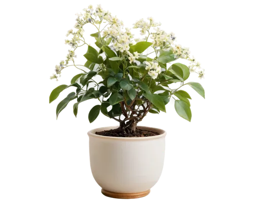 a sprig of white lilac,night-blooming jasmine,star jasmine,white jasmine,flower jasmine,brazilian jasmine,cape jasmine,ligustrum,white lilac,arabian jasmine,farmer's jasmine,potted tree,sand jasmine,night scented jasmine,japanese jasmine,potted plant,trifoliata,albidus,flowers png,container plant,Photography,Black and white photography,Black and White Photography 15