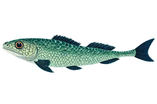 mosquitofish,zebrafish,coelacanth,blue fish,etheostoma,blue stripe fish,dartfish,icefish,micropterus,characin,killifish,arowanas,forest fish,rapala,lanternfish,fundulus,guardfish,oreochromis,gourami,mackerels,Art,Artistic Painting,Artistic Painting 09