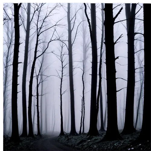 foggy forest,haunted forest,winter forest,forest dark,black forest,the forest,forestier,deciduous forest,forest landscape,beech forest,forest background,forest walk,germany forest,the woods,forest path,forest,woodcreepers,halloween bare trees,forest of dreams,the forests,Conceptual Art,Daily,Daily 11