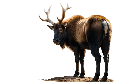 glowing antlers,elk bull,elk,gnus,antlered,barathea,deer bull,wapiti,baratheon,gnu,venado,blitzen,cervus,gaur,meese,bos taurus,stag,hartebeest,wildebeest,blesbok,Unique,Paper Cuts,Paper Cuts 06