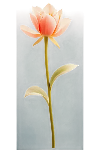 lotus png,tulip background,lotus ffflower,flower background,blooming lotus,zephyranthes,lotus blossom,paper flower background,stone lotus,lotus flower,lotus leaf,lotus flowers,flower painting,flowers png,lotus on pond,lotus plants,life stage icon,frame flora,flower frame,lotus,Art,Classical Oil Painting,Classical Oil Painting 41