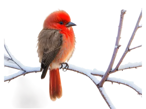 scarlet honeyeater,northern cardinal,red finch,crimson finch,male northern cardinal,red cardinal,red headed finch,red feeder,red bird,bushshrike,cardinalis,male finch,red beak,red-browed finch,snowbird,cardenales,waxbill,cardinal,red avadavat,bull finch,Conceptual Art,Sci-Fi,Sci-Fi 15