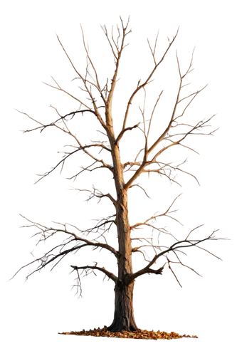 brown tree,bare tree,scratch tree,age root,deciduous tree,isolated tree,dry branch,a tree,tree die,tree thoughtless,slippery elm,dead wood,rooted,birch tree illustration,vinegar tree,cardstock tree,root,tree and roots,dead tree,gnarled,Conceptual Art,Fantasy,Fantasy 03