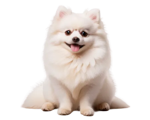 samoyedic,pomeranian,samoyed,huichon,pomeranians,shoob,white dog,atka,pomerania,maltese,dog pure-breed,suri,dog breed,gongju,pyr,portrait background,cheerful dog,pet portrait,transparent background,kishu,Conceptual Art,Daily,Daily 01