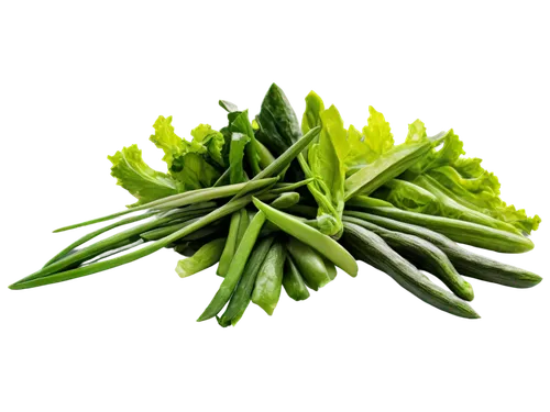 asparagaceae,green dragon vegetable,aaaa,wheatgrass,samphire,asparagales,salicornia,salsola,spring onion,glasswort,green asparagus,tarragon,water spinach,patrol,aaa,brassicaceae,cruciata,houseleek,summer savory,broccolini,Illustration,Japanese style,Japanese Style 13