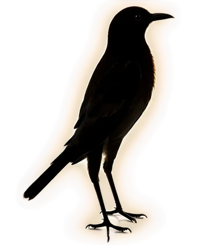 brewer's blackbird,crow-like bird,carrion crow,currawong,grackle,great-tailed grackle,pied bush chat,american crow,bird png,female silhouette,corvidae,crows bird,greater antillean grackle,bucorvus leadbeateri,boat tailed grackle,bird illustration,crow,corvus corone,corvid,brown headed cowbird,Photography,Documentary Photography,Documentary Photography 19