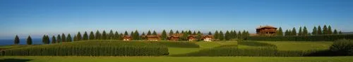 this is a po of several houses on a hill,cypresses,toscana,tuscan,topiary,toscane,bertinoro,Photography,General,Realistic