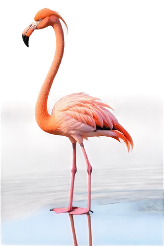 Flamingo, pink feathers, long neck, slender legs, standing on one leg, water reflection, sunset background, soft focus, warm lighting, shallow depth of field, 3/4 composition, vibrant color tone, gent