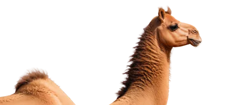 male camel,przewalski's horse,shadow camel,camel,portrait animal horse,two-humped camel,camels,dromedaries,guanaco,foreleg,dromedary,llama,horse,guanacos,forepaws,camelpox,neighouring,a horse,dik,arabian horse,Conceptual Art,Graffiti Art,Graffiti Art 02