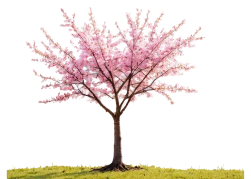 Pink flowering cherry tree, blooming season, delicate petals, soft pink color, branches stretching upwards, thick trunk, roots deep in earth, morning dew, soft sunlight filtering through blossoms, 3/4