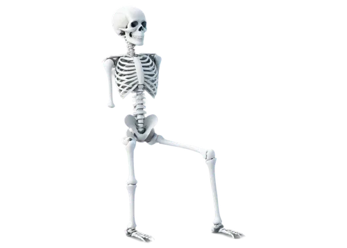 skeleltt,skeletal,human skeleton,calcium,vintage skeleton,skeleton,skeletal structure,bone,skeletons,bowl bones,bones,day of the dead skeleton,femur,danse macabre,leg bone,wood skeleton,die,figure skating,anatomy,wall,Art,Artistic Painting,Artistic Painting 25