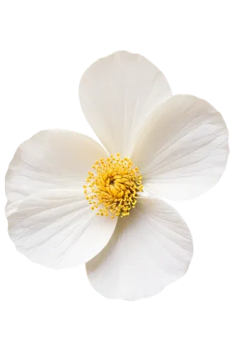 white cosmos,camomile flower,marguerite daisy,white flower,margueritte,minimalist flowers,white anemones,oxeye daisy,cosmos flower,white chrysanthemum,japanese anemone,anemone japonica,ox-eye daisy,flowers png,marguerite,the white chrysanthemum,cosmos flowers,feverfew,delicate white flower,camomile,Illustration,Abstract Fantasy,Abstract Fantasy 08