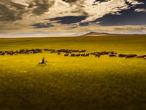 wildebeest,nature of mongolia,mongolia eastern,grasslands,nature mongolia,grassland,buffalo herd,common eland,elk reposing on lateral moraine,animal migration,the mongolian-russian border mountains,in