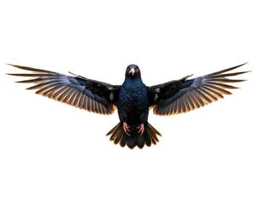 3d crow,alpine chough,aguila,auklet,eagle vector,harris hawk in flight,bateleur,uniphoenix,magpie,bird png,bird in flight,pigeon flying,crested caracara,blackbirdest,night bird,russian imperial eagle,nightbird,caracara,lanner falcon,bird flying,Illustration,Japanese style,Japanese Style 10