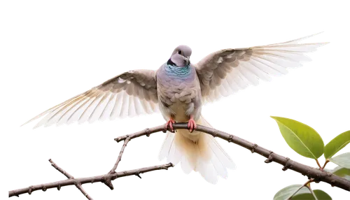 anna's hummingbird,woodpigeon,humming bird,ruby-throated hummingbird,spotted dove,peace dove,speckled pigeon,beautiful parakeet,passenger pigeon,ruby throated hummingbird,the slender-billed parakeet,budgerigar,beautiful dove,turtledove,wood pigeon,rofous hummingbird,blue parakeet,fantail pigeon,turtle dove,dove of peace,Photography,Documentary Photography,Documentary Photography 13