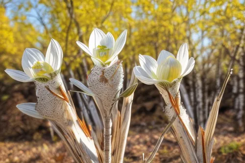 bloodrootsanguinaria canadensis,calochortus,avalanche lily,tulipa humilis,wild tulips,siberian fawn lily,tulipa tarda,white lily,tulipa,tulipa sylvestris,crocus flowers,ornithogalum umbellatum,crocus vernus,tasmanian flax-lily,white tulips,dry flowers,tulip white,turkestan tulip,autumnalis,white trumpet lily,Material,Material,Birch