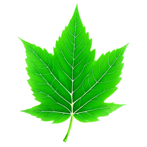 leaf background,mape leaf,custody leaf,chestnut leaf,green leaf,fan leaf,grape leaf,maple leaf,walnut leaf,mammoth leaf,tropical leaf,fig leaf,tree leaf,maple foliage,spring leaf background,beech leaf,broadleaf,patrol,mint leaf,four-leaf,Conceptual Art,Sci-Fi,Sci-Fi 08