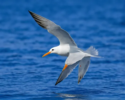 A royal tern (Thalasseus maximus) in nonbreeding plumage dives for food in the blue water of Puerto Real off the coast of Esperanza on the island of Vieques, Puerto Rico. Royal terns dive for small fi