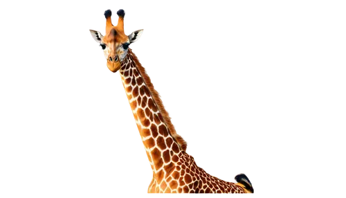 giraffidae,giraffe,giraffe plush toy,giraffes,bazlama,long neck,neck,two giraffes,giraffe head,longneck,animal mammal,serengeti,madagascar,oxpecker,uganda,schleich,straw animal,guanaco,llama,bongo,Photography,Documentary Photography,Documentary Photography 34