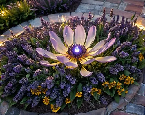 purple chrysanthemum,south african daisy,violet chrysanthemum,flower in sunset,purple dahlia,african daisy,Photography,General,Sci-Fi