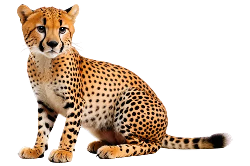 cheetor,cheeta,gepard,cheetah,leopardus,tigor,acinonyx,bengalensis,cheetahs,felidae,mohan,orangi,bolliger,katoto,leopard,jangi,leopardskin,hosana,tigon,tiger png,Illustration,Children,Children 02