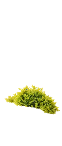 tree moss,real thyme,cleanup,moss,moss saxifrage,forest moss,thyme,hornwort,garden cress,broccoli sprouts,aaa,aquatic herb,liverwort,rockcress,chervil,spring leaf background,dad grass,caulerpa,cress,grass roof,Illustration,Retro,Retro 23