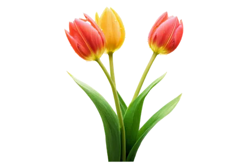 tulip background,flowers png,tulip flowers,two tulips,tulips,flower background,tulipa,flower wallpaper,tulip bouquet,yellow orange tulip,tulip blossom,orange tulips,tulip,wild tulips,wild tulip,pink tulip,floral digital background,tulipe,parrot tulip,tulp,Photography,Artistic Photography,Artistic Photography 13