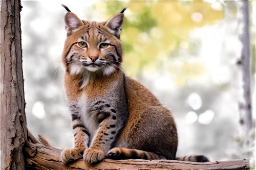 bobcat,lynxes,luchs,lince,canadian lynx,lynx,caracal,great puma,bobcats,wild cat,mountain lion,abyssinians,brambleclaw,abyssinian,perched on a log,felids,fuchs,felidae,european shorthair,tigon,Photography,Documentary Photography,Documentary Photography 07