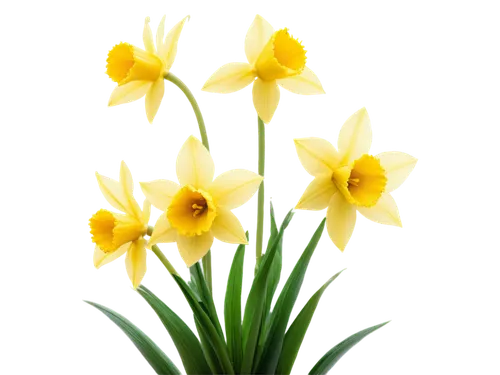 daffodils,yellow daffodils,yellow daffodil,filled daffodil,daffodil,jonquils,flowers png,daff,yellow tulips,tulip background,easter lilies,daffyd,flower background,jonquil,tulipa sylvestris,bulbs,tulipa,the trumpet daffodil,flower wallpaper,spring background,Art,Classical Oil Painting,Classical Oil Painting 29