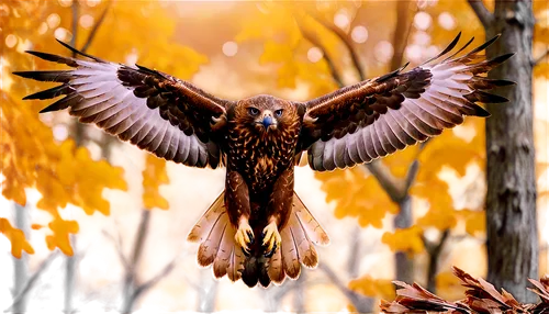 Bird of prey, hawk, wings spread wide, sharp talons, fierce eyes, brown feathers, strong beak, morning sunlight, soft focus, shallow depth of field, cinematic composition, 3/4 view, rustling leaves ba