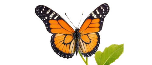 Monarch butterfly, delicate wings, orange veins, black edges, white spots, slender body, antennae, perched, green leaf, morning dew, soft sunlight, 3/4 composition, shallow depth of field, warm color 