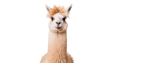 llama,guanaco,lamas,alpaca,lama,llambias,llambi,camelid,ostrich,camelids,long necked,vicuna,melman,camelus,neck,male camel,camel,long neck,dik,bamana,Art,Artistic Painting,Artistic Painting 40