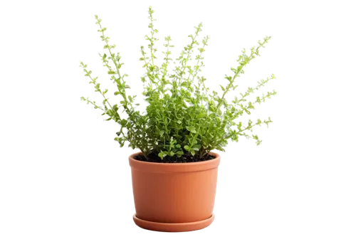 citronella,cherry sparkler fountain grass,stylidium,salsola,juncus,sweet grass plant,galium,epilobium,saliya,mediterranean baby's breath,panicum,rhipsalis,eleocharis,baby's breath,cyperus,tarragon,gaura,darwinia,garden cress,rotala,Illustration,Japanese style,Japanese Style 16