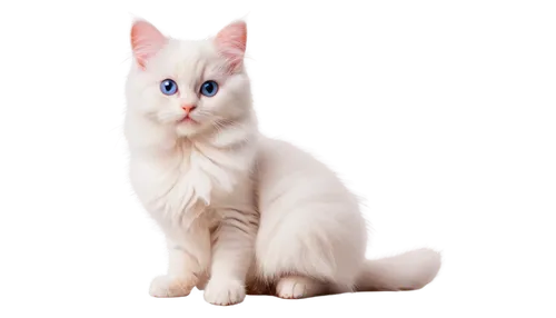 turkish angora,turkish van,white cat,japanese bobtail,british longhair cat,blue eyes cat,cat with blue eyes,cat on a blue background,kurilian bobtail,cats angora,birman,breed cat,american curl,cute cat,siamese cat,ragdoll,domestic long-haired cat,american bobtail,polydactyl cat,cat image,Photography,Documentary Photography,Documentary Photography 18